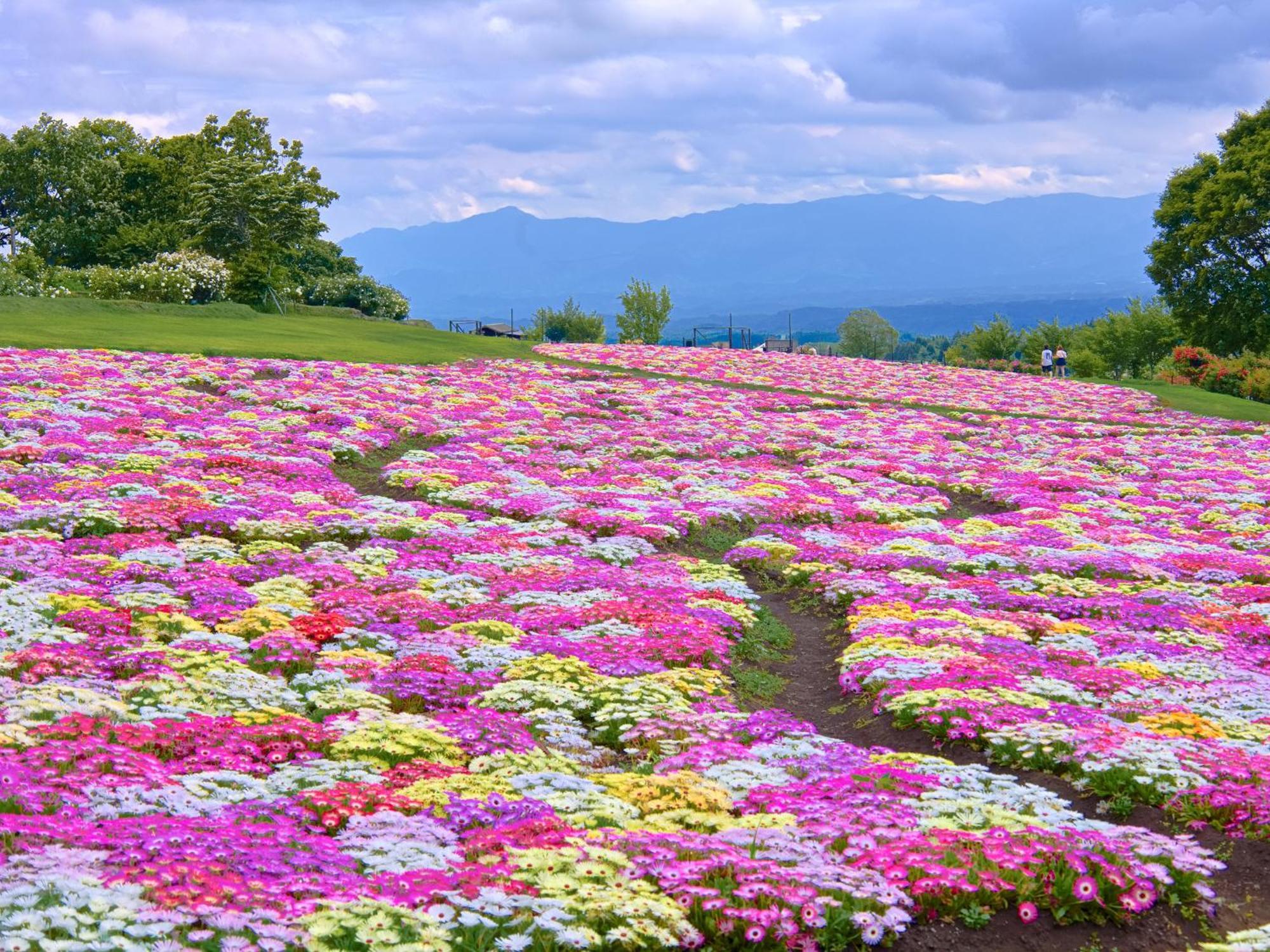 くじゅう花公園　キャンピングリゾート花と星 Kuju Luaran gambar