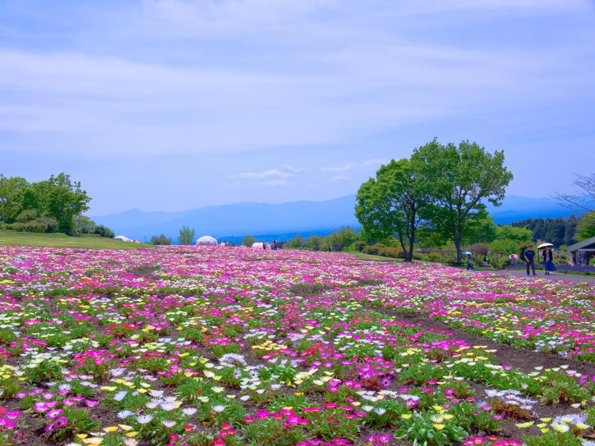 くじゅう花公園　キャンピングリゾート花と星 Kuju Luaran gambar
