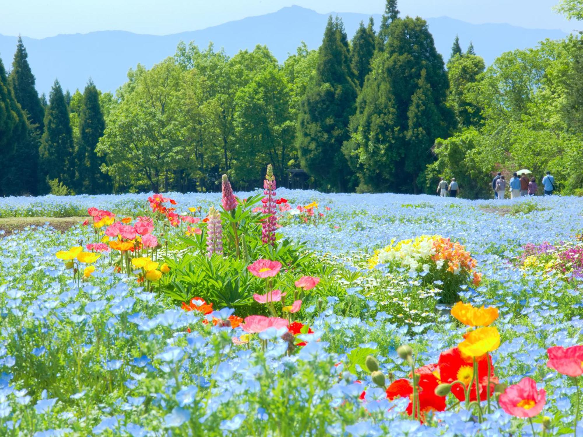 くじゅう花公園　キャンピングリゾート花と星 Kuju Luaran gambar