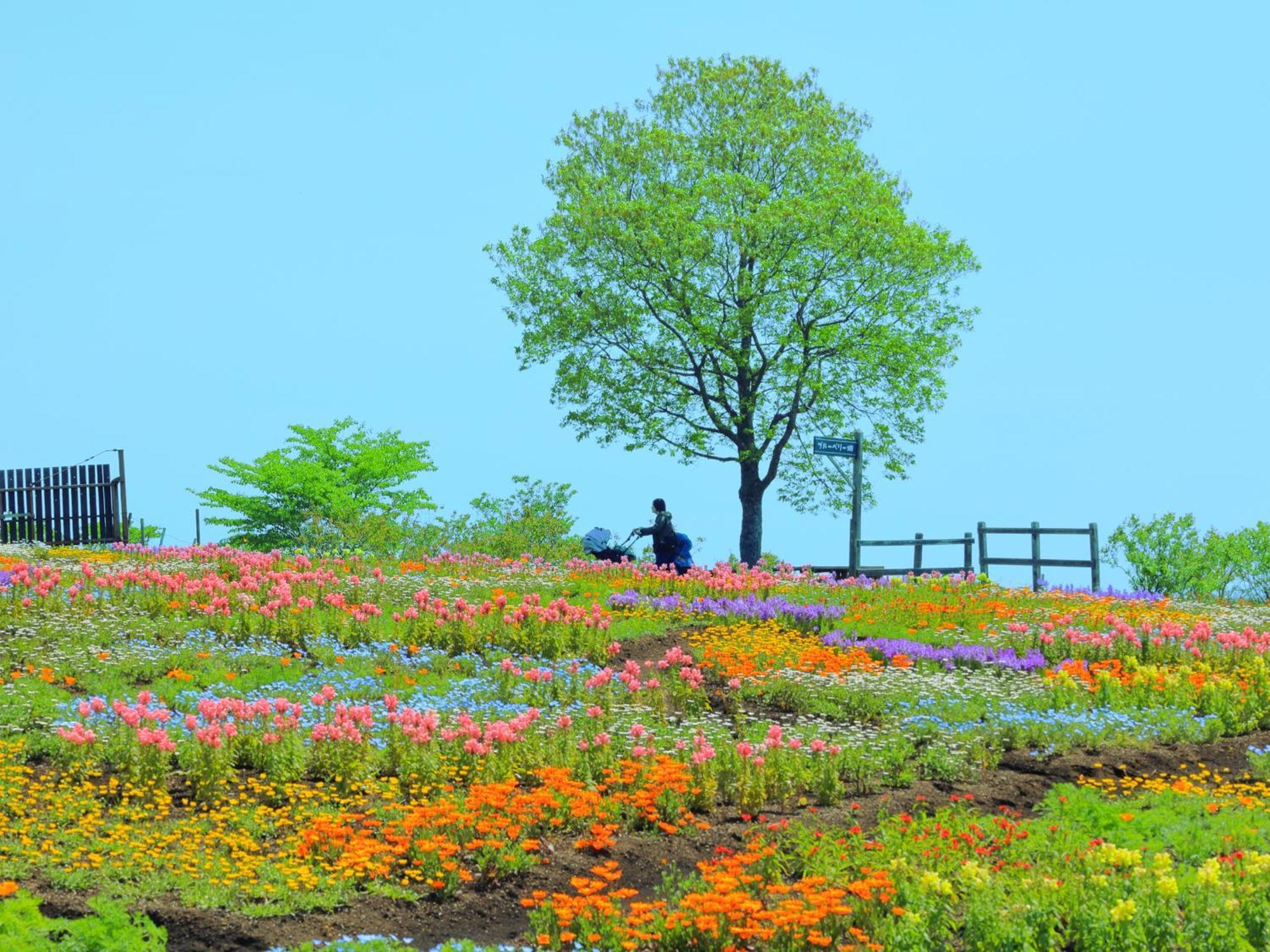 くじゅう花公園　キャンピングリゾート花と星 Kuju Luaran gambar