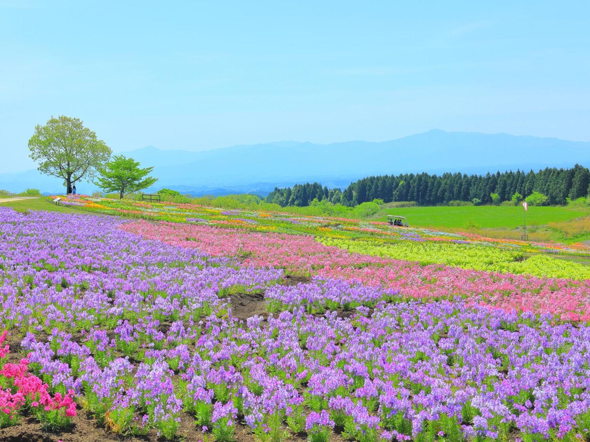 くじゅう花公園　キャンピングリゾート花と星 Kuju Luaran gambar