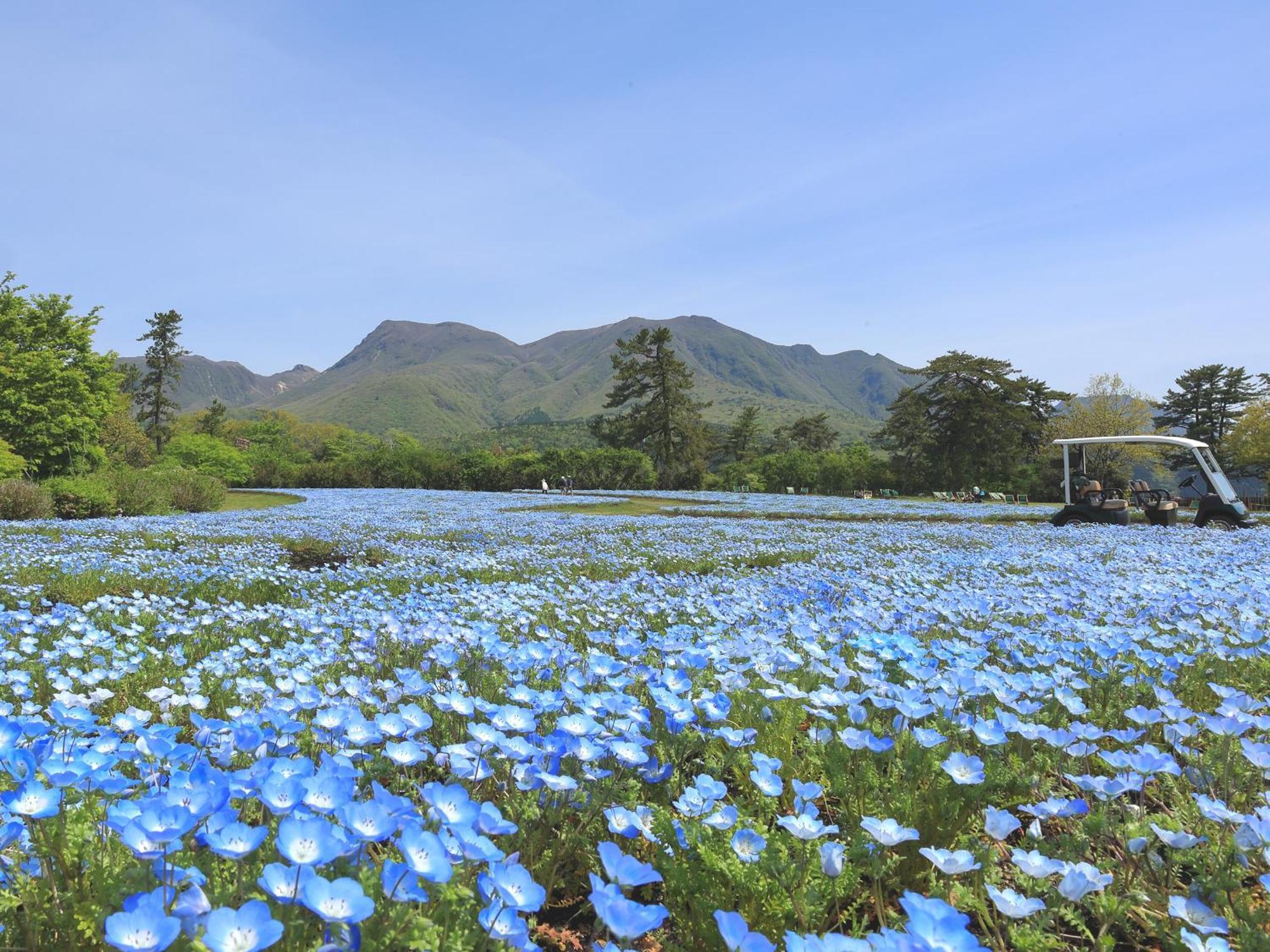 くじゅう花公園　キャンピングリゾート花と星 Kuju Luaran gambar