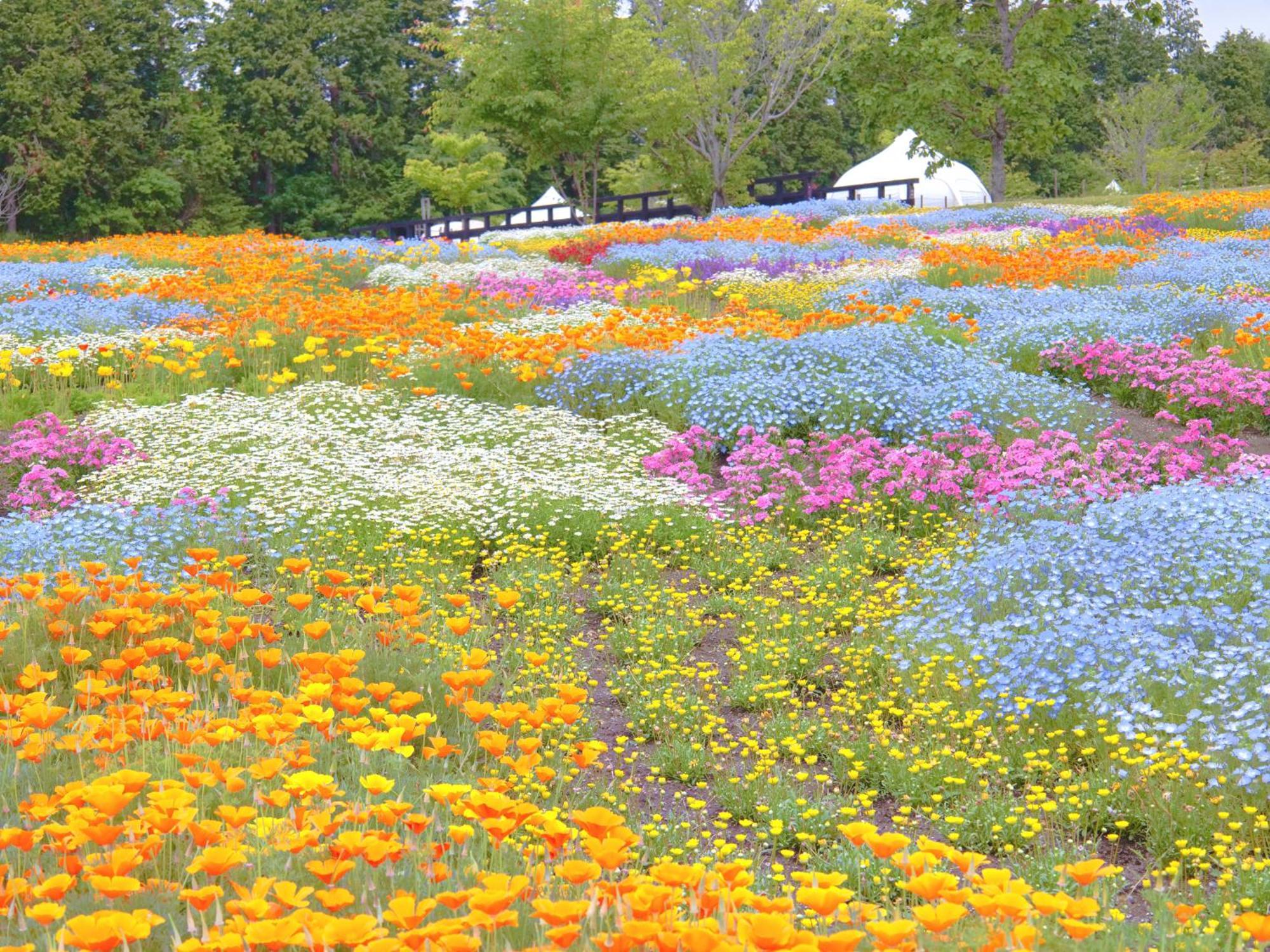 くじゅう花公園　キャンピングリゾート花と星 Kuju Luaran gambar