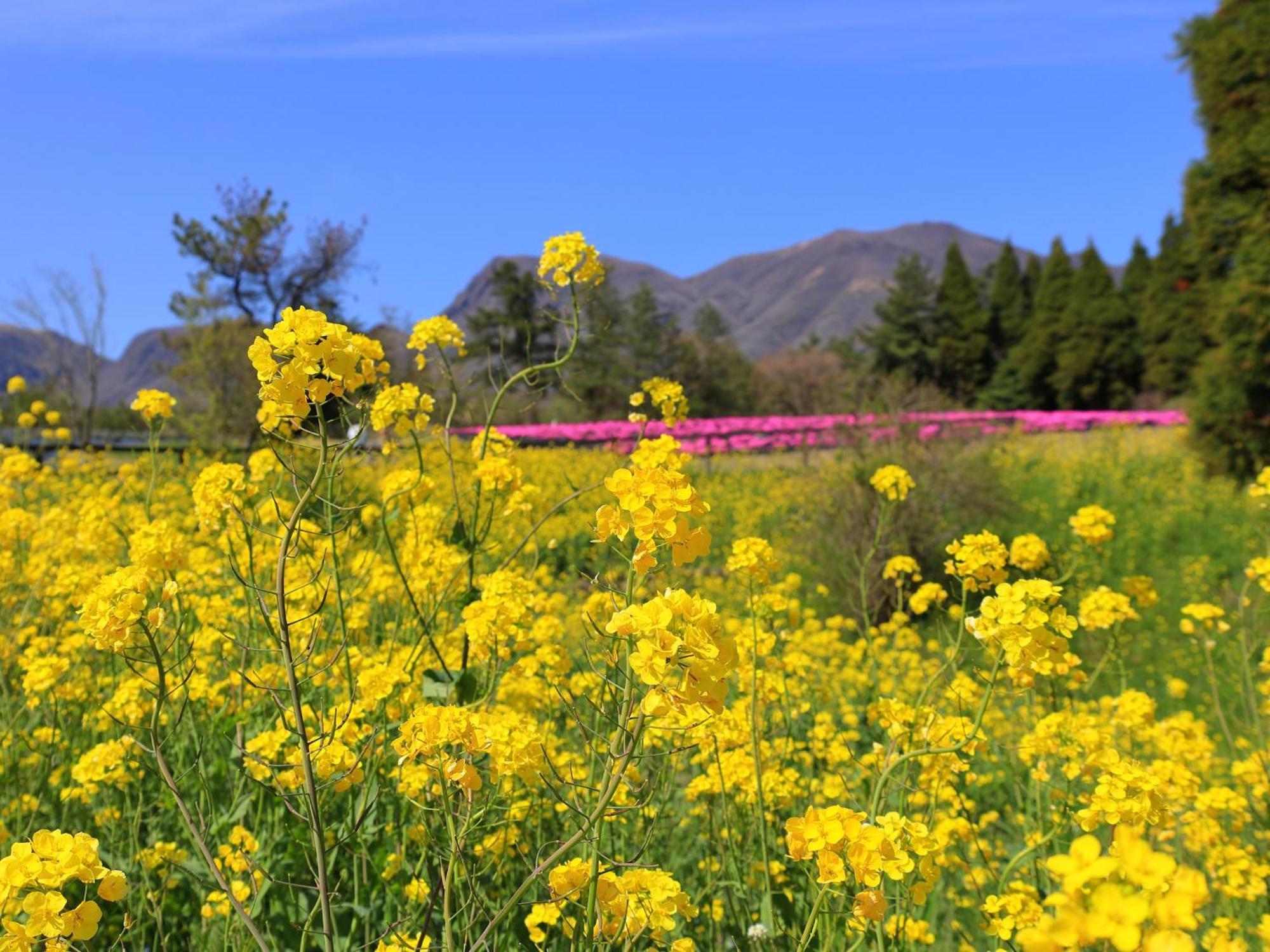 くじゅう花公園　キャンピングリゾート花と星 Kuju Luaran gambar