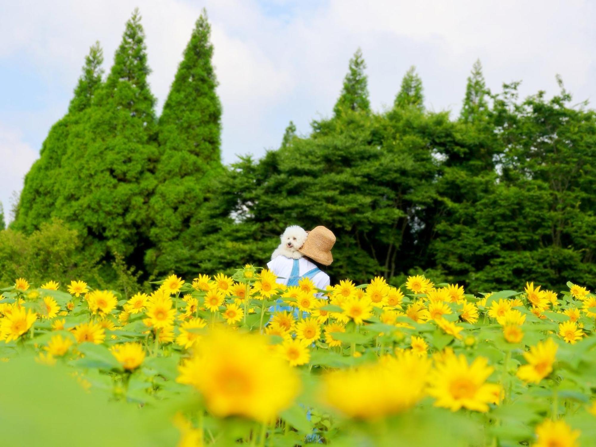 くじゅう花公園　キャンピングリゾート花と星 Kuju Luaran gambar